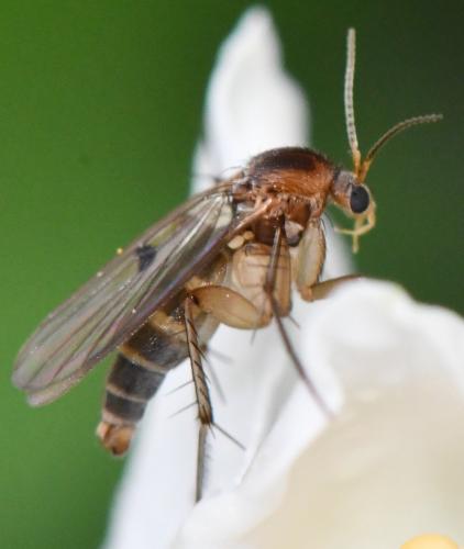 Mycetophila sp.